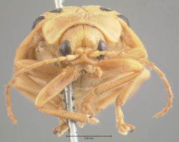 Media type: image; Entomology 19417   Aspect: head frontal view